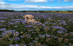 Labrador Retriever dogs for stud: Reggie available for stud - Image 3