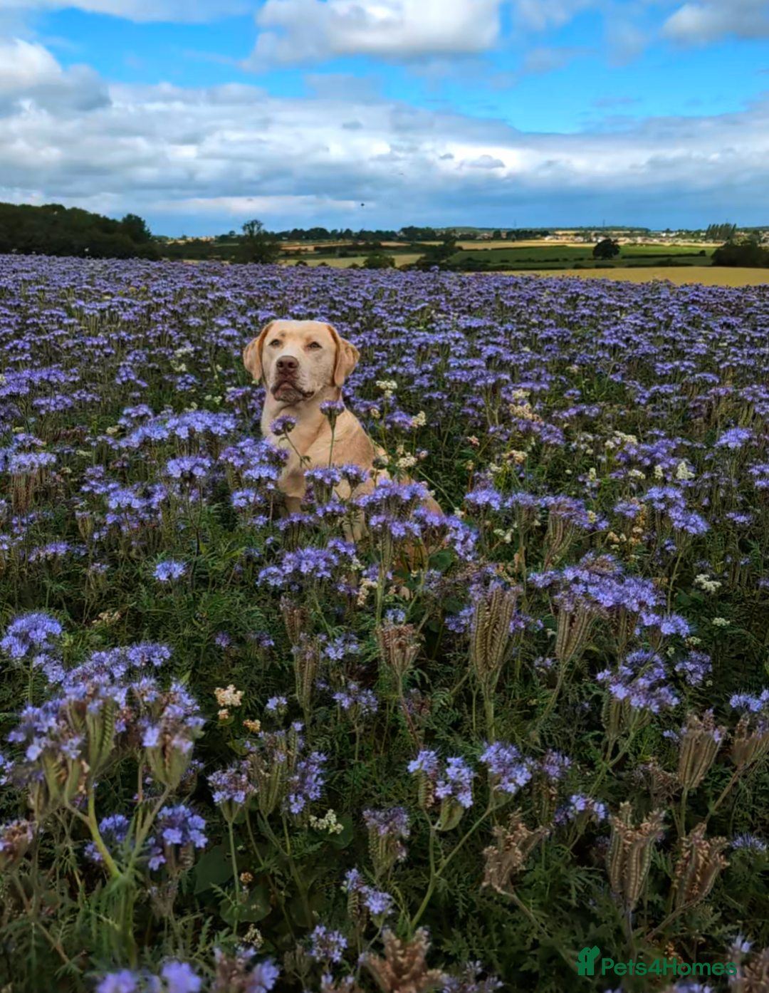 Labrador Retriever dogs for stud: Reggie available for stud - Image 3