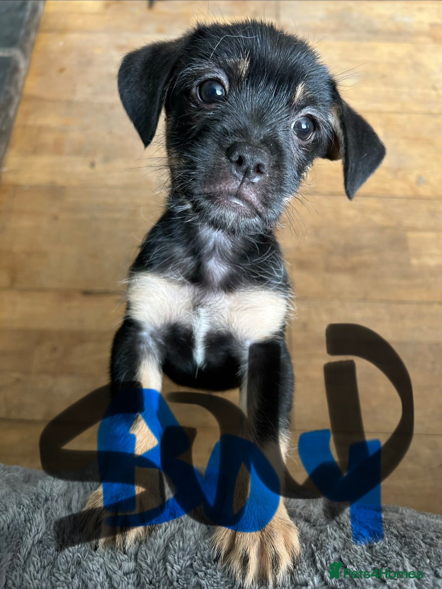 Mixed Breed dogs  2 males left, fully vaccinated pups - Advert 2