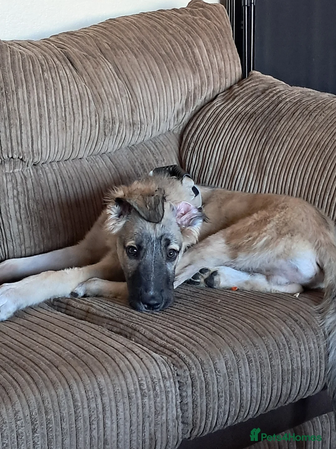 Mixed Breed dogs for sale: Caucasian Shepherd x lurcher  - Advert 2