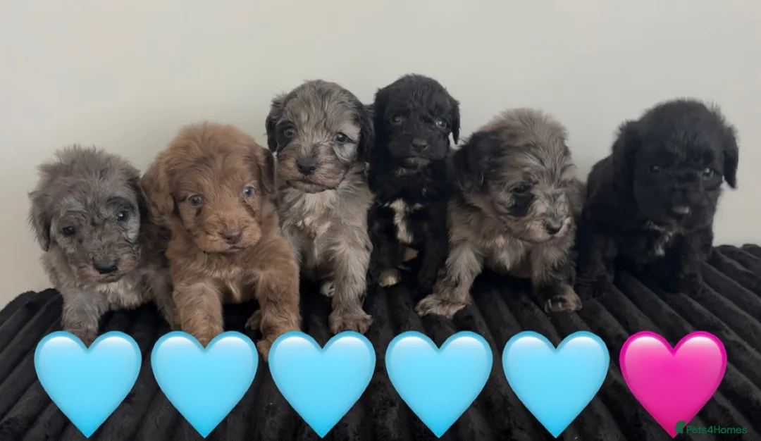 Cockapoo dogs for sale: Cockapoo puppies  - Advert 39