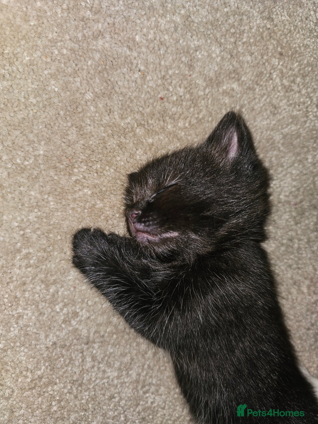 Ragdoll cats for sale: 3 kittens ragdoll mixed breed - Image 2