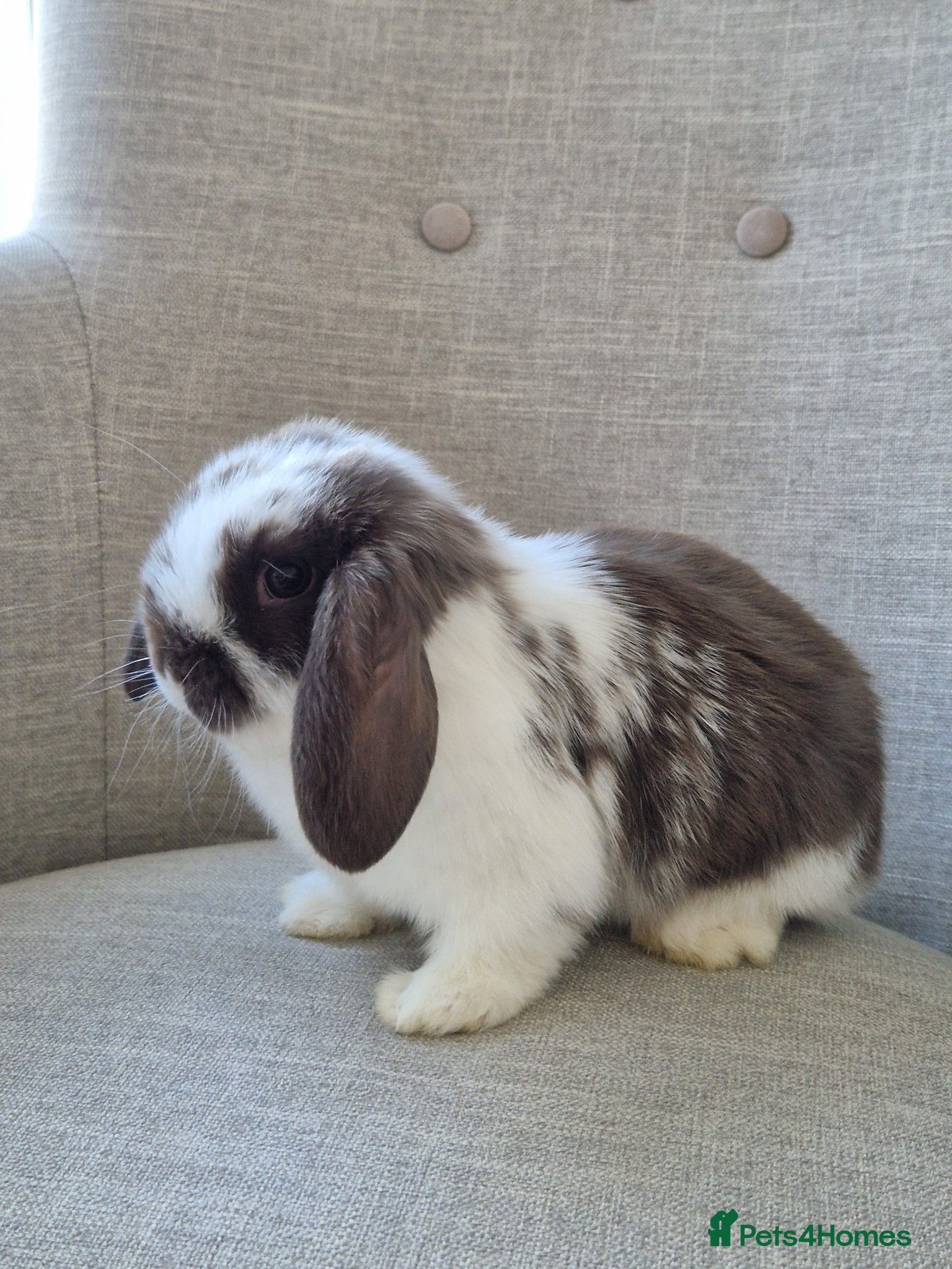 Mini Lop rabbits Exceptional Female Mini-Lop.  - Advert 1