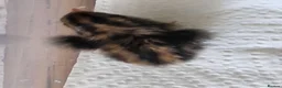 Quail poultry for sale: Button quail - Advert 7