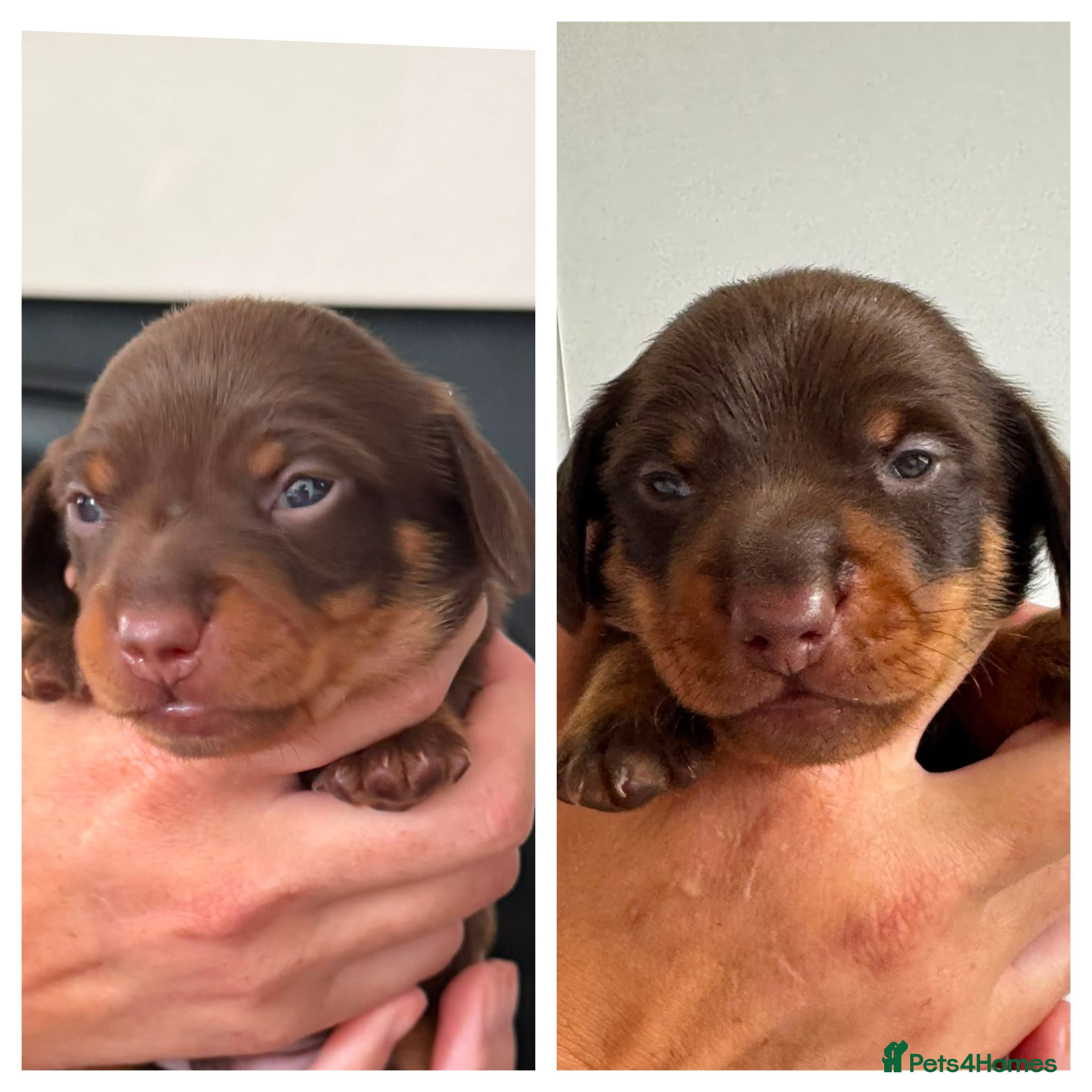 Miniature Dachshund dogs Two chocolate males - Advert 9