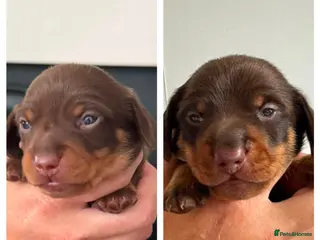 Miniature Dachshund dogs Two chocolate males - Advert 3