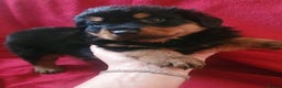 Rottweiler dogs for sale: Fluffwiler  rottweiler puppies - Advert 3