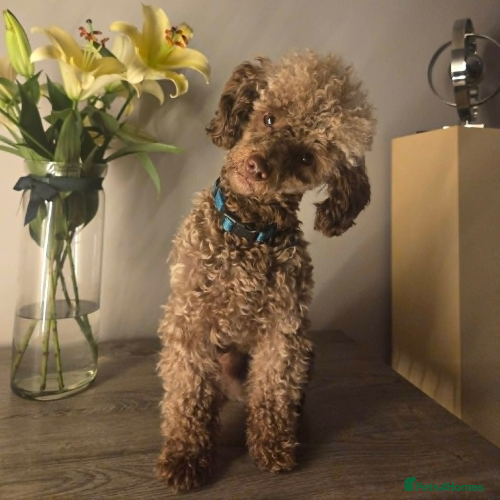 Toy Poodle dogs KC Reg Brown Toy Poodle For Stud - Advert 11