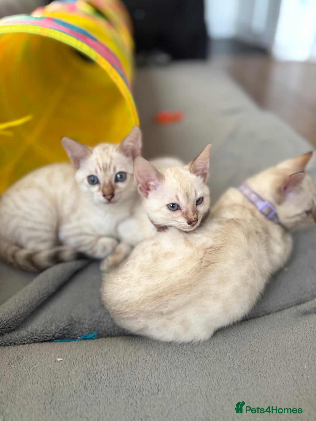 Bengal cats for sale: Blue Eyes Snow Lynx Bengal Kittens - Image 7