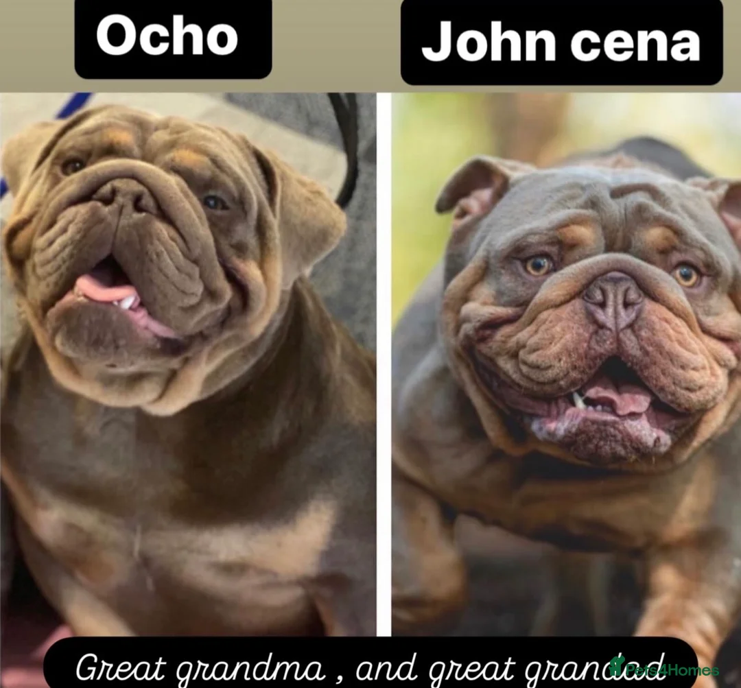 English Bulldog dogs for sale: Blown away with the interest in these guys already - Advert 4