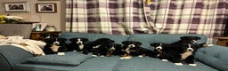 Mixed Breed dogs for sale: Bernese x border collie puppies in Rhayader - Advert 3