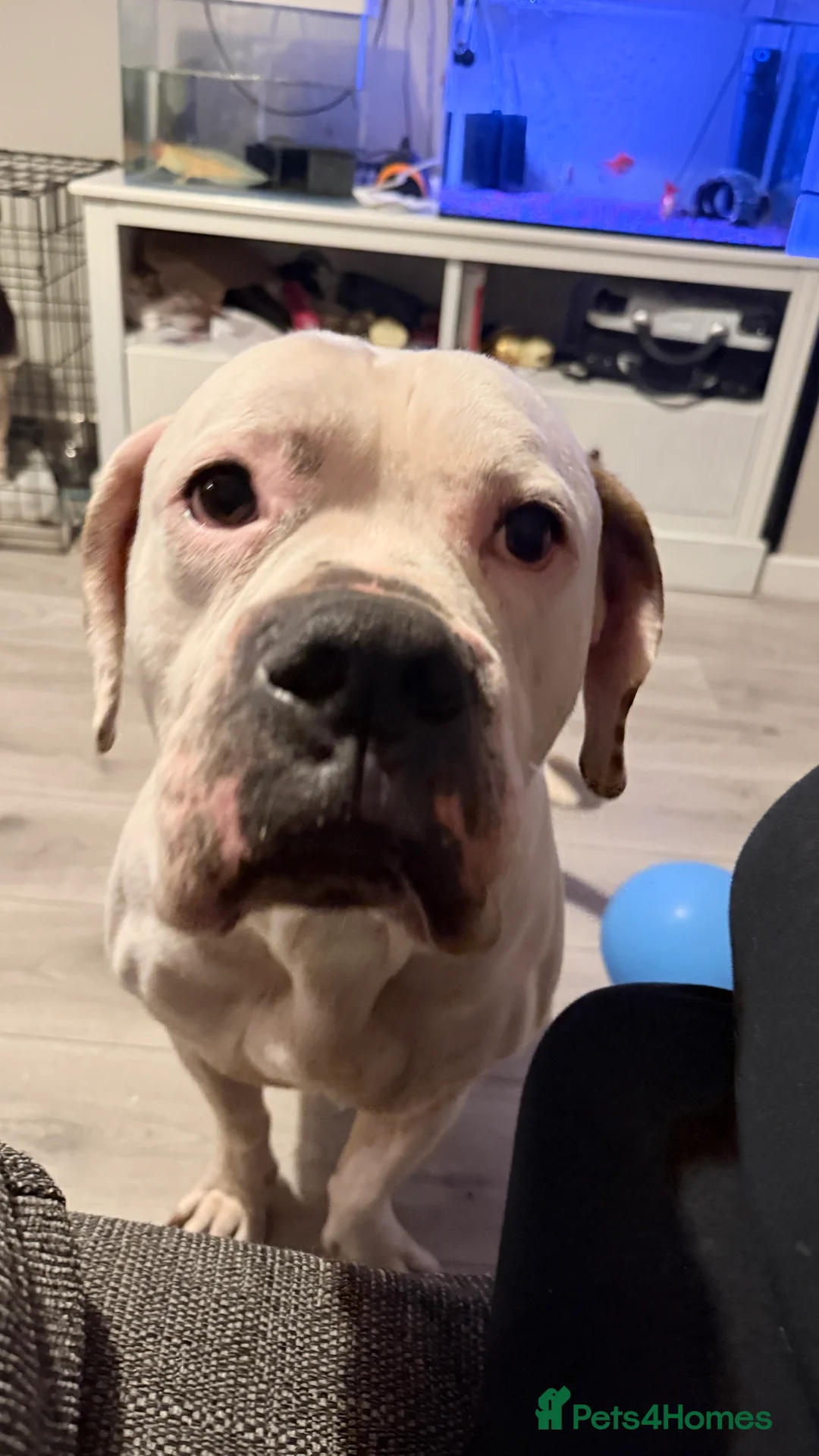 Mixed Breed dogs for sale: American bulldog x cane corso in Nuneaton - Advert 3