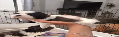 Shih Tzu Puppy 4