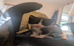Maine Coon cats for sale: Kittens for sale - Image 20