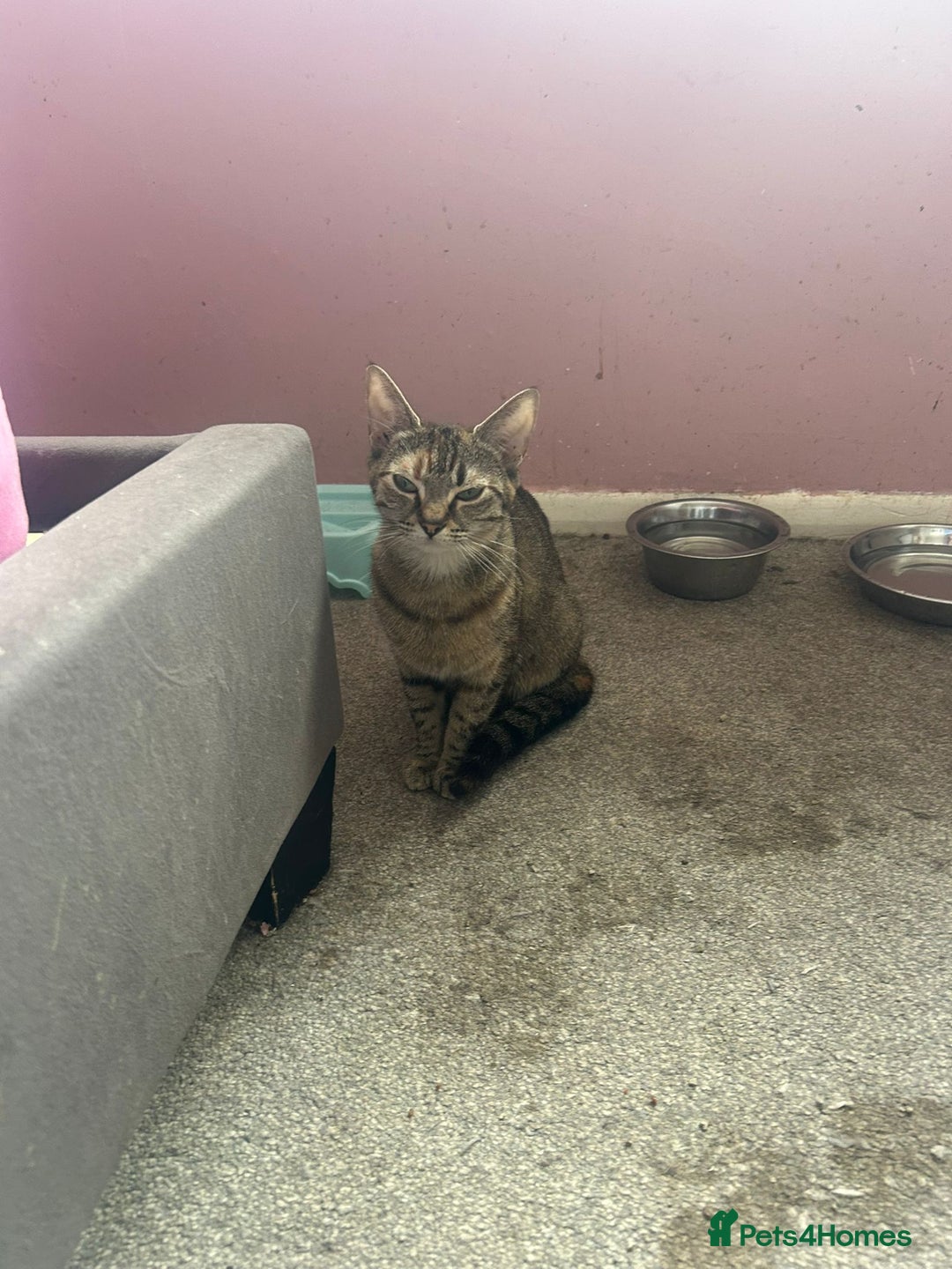 Domestic Shorthair cats for sale: 2 sisters  - Image 1