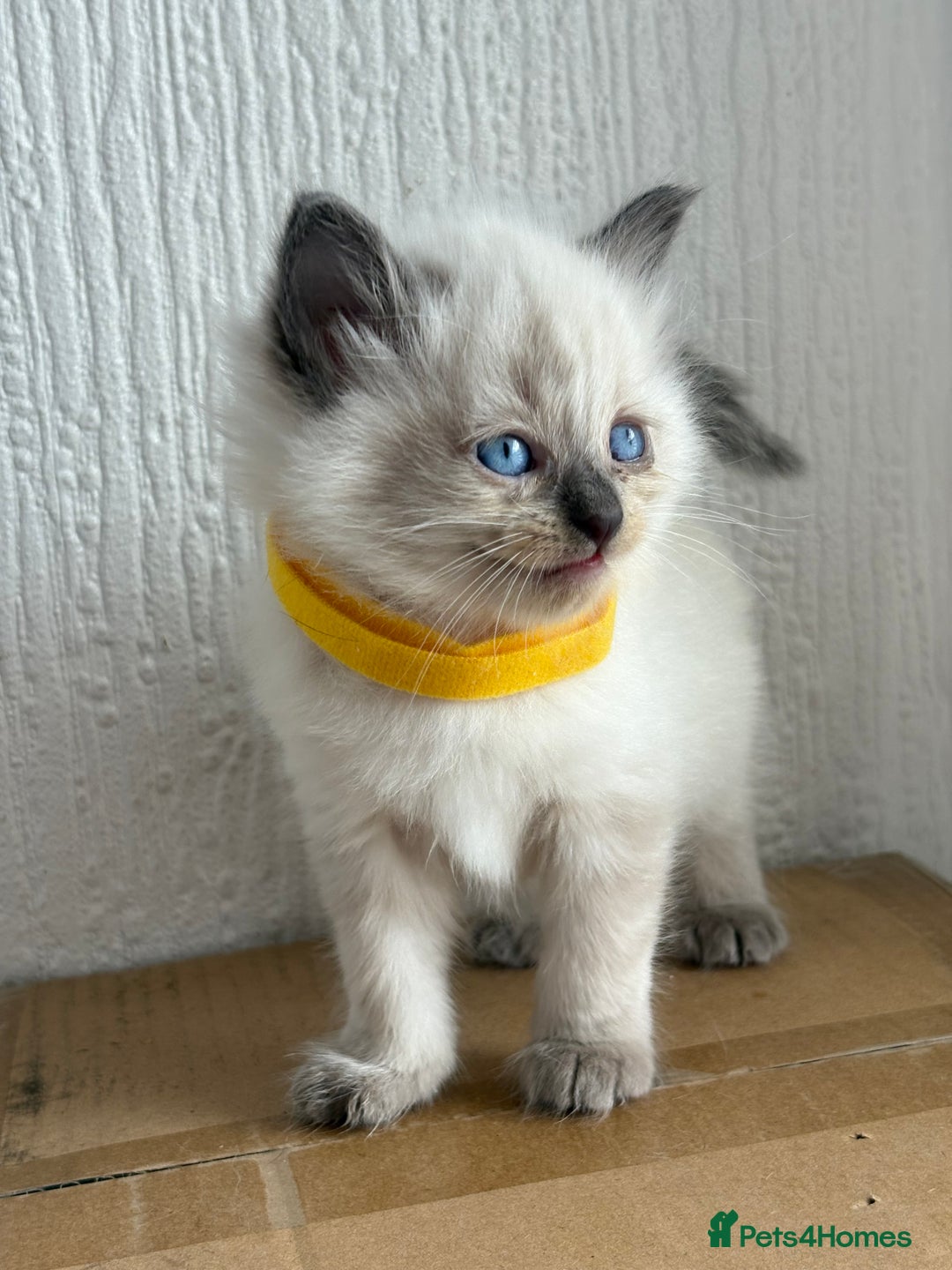 Ragdoll cats for sale: 💗 Our princess belle had 5 new kittens 💗 - Image 10