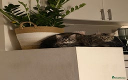 British Shorthair cats for sale: Male kitten  - Image 3