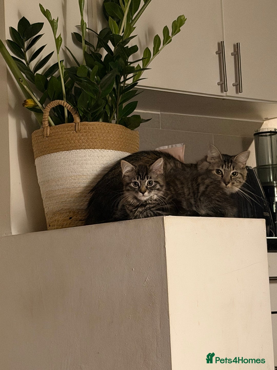 British Shorthair cats for sale: Male kitten  - Image 3