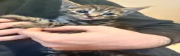 Domestic Shorthair cats for sale: 2 tabby and 3 black- ALL MALE KITTENS  - Advert 3