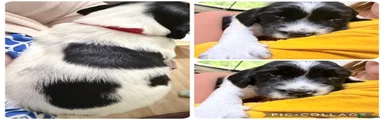 English Springer Spaniel Puppy 2