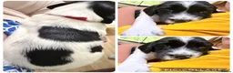 English Springer Spaniel dogs for sale: English springer spaniel pups, docked and KC reg - Advert 9
