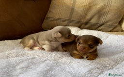 Jack Russell dogs for sale: Gorgeous Miniature Jack Russell Puppies For Sale - Image 1