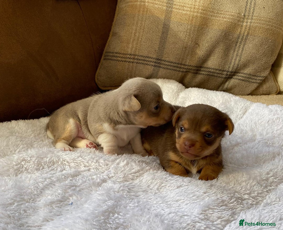 Jack Russell dogs for sale: Gorgeous Miniature Jack Russell Puppies For Sale - Image 1