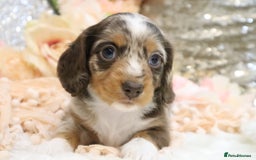 Miniature Dachshund dogs for sale: KC Miniature Dachshund Puppies - Advert 16