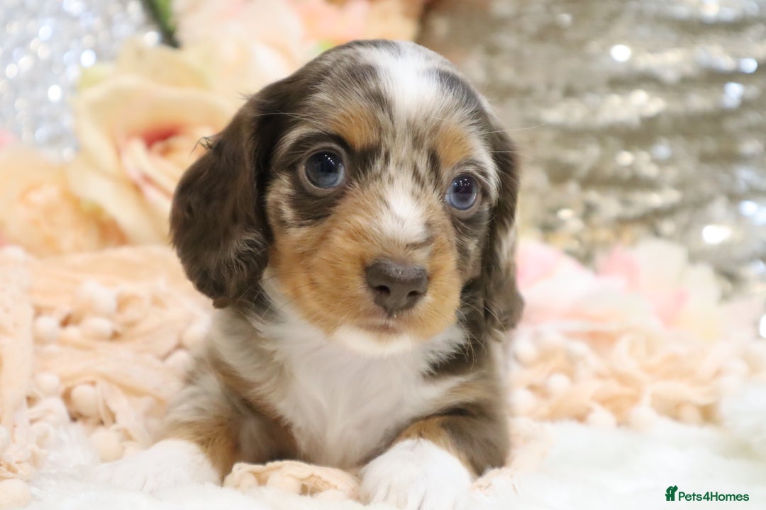 Miniature Dachshund dogs for sale: KC Miniature Dachshund Puppies - Advert 16