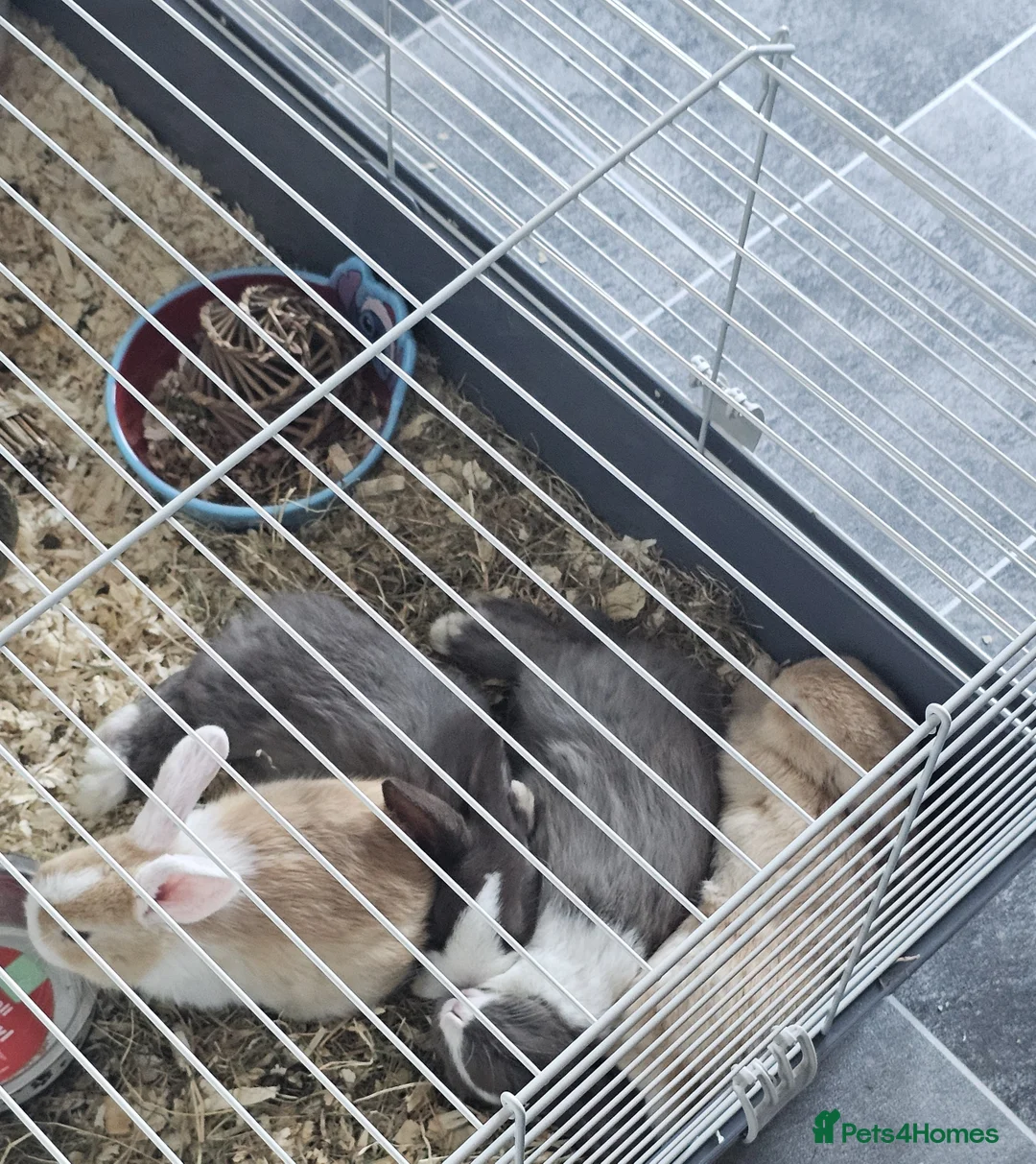 Mixed Breed rabbits for sale: 3 baby bunnies ready for their forever home - Advert 11