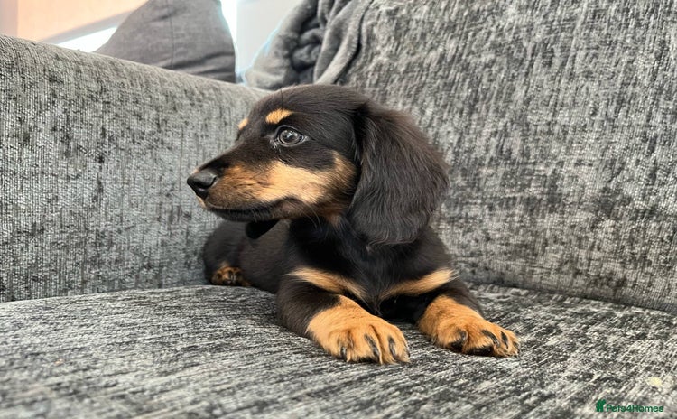 Miniature Dachshund dogs - Advert 4