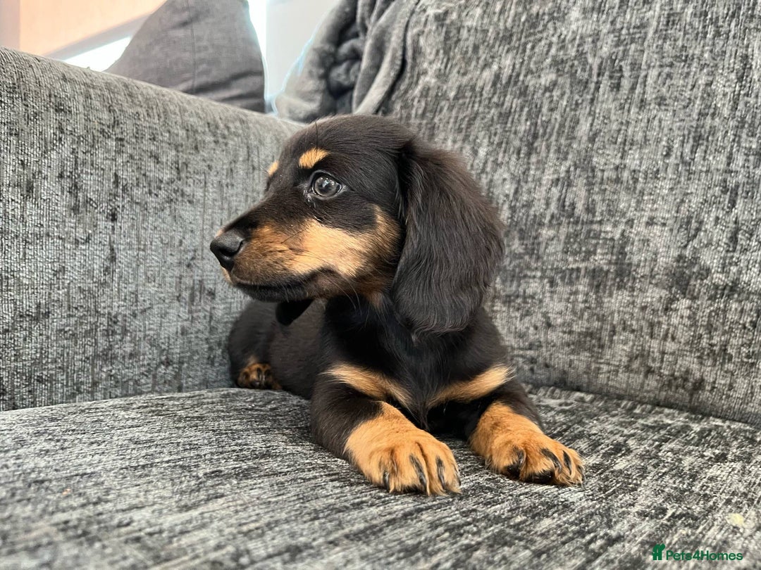 Miniature Dachshund dogs for sale: last female Long hair miniature dachshunds 🐾  - Image 2