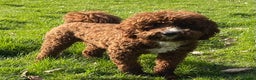 Miniature Poodle dogs for stud: Stunning Red & White Poodle for stud  in Driffield - Advert 10