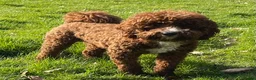 Miniature Poodle dogs for stud: Stunning Red & White Poodle for stud  in Driffield - Advert 10