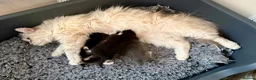 Siberian cats for sale: Pedigree Siberian Kittens in Droitwich - Advert 6