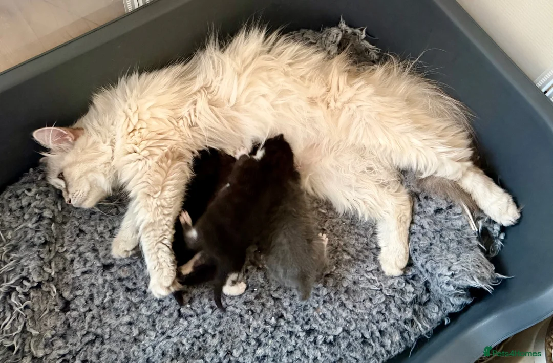 Siberian cats for sale: Pedigree Siberian Kittens in Droitwich - Advert 6