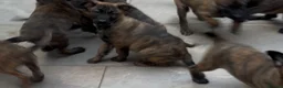Mixed Breed dogs for sale: Malinois x presa canario  - Advert 5