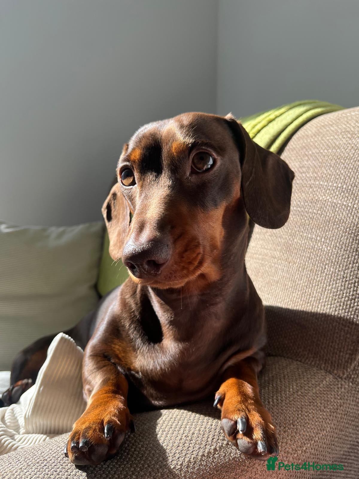 Miniature Dachshund dogs 🐶LOKI (KC Reg & PRA Clear) STUD💙 - Advert 11