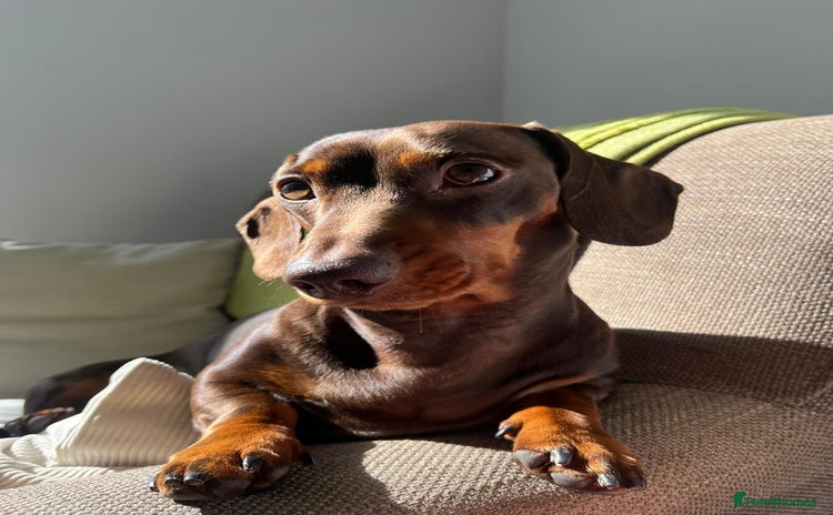 Miniature Dachshund dogs - Advert 4