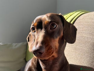 Miniature Dachshund dogs - Advert 13