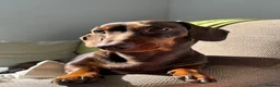 Miniature Dachshund dogs for stud: 🐶LOKI (KC Reg & PRA Clear) STUD💙 - Advert 1