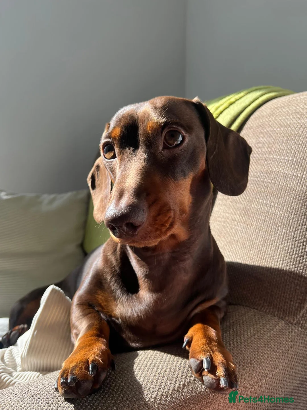 Miniature Dachshund dogs for stud: 🐶LOKI (KC Reg & PRA Clear) STUD💙 - Advert 1
