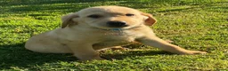 Labrador Retriever dogs for sale: KC Registered Labrador Retriever puppies  - Advert 9