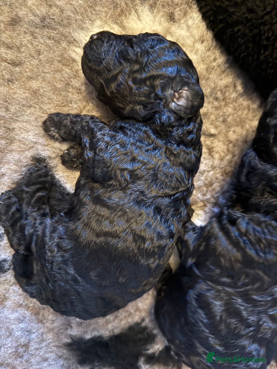Cockapoo dogs for sale: Cockapoos Puppies  - Image 4