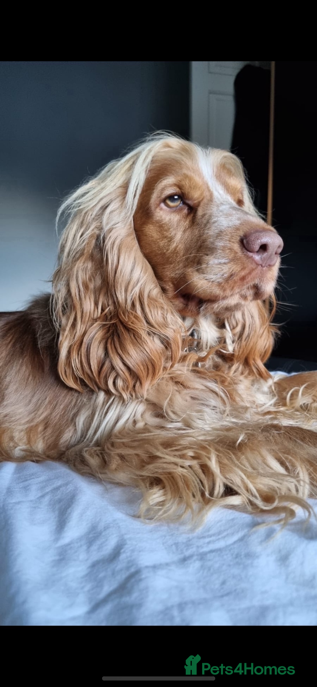 Cocker Spaniel dogs for sale: ADORABLE KC REG SHOW TYPE COCKER SPANIEL PUPPIES - Image 21