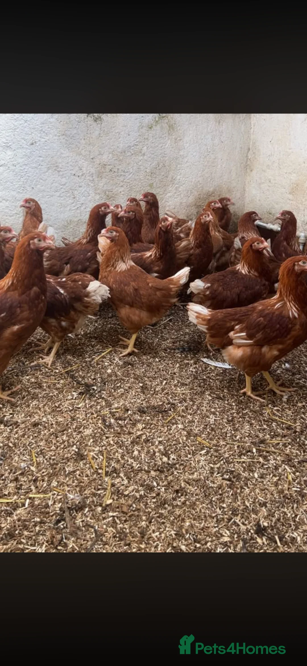 Chickens poultry for sale: Point of lay chickens for sale, hybrids & warrens  - Advert 3