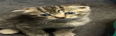 British Shorthair 4