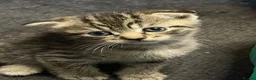 British Shorthair cats for sale: Bsh kittens - Advert 17