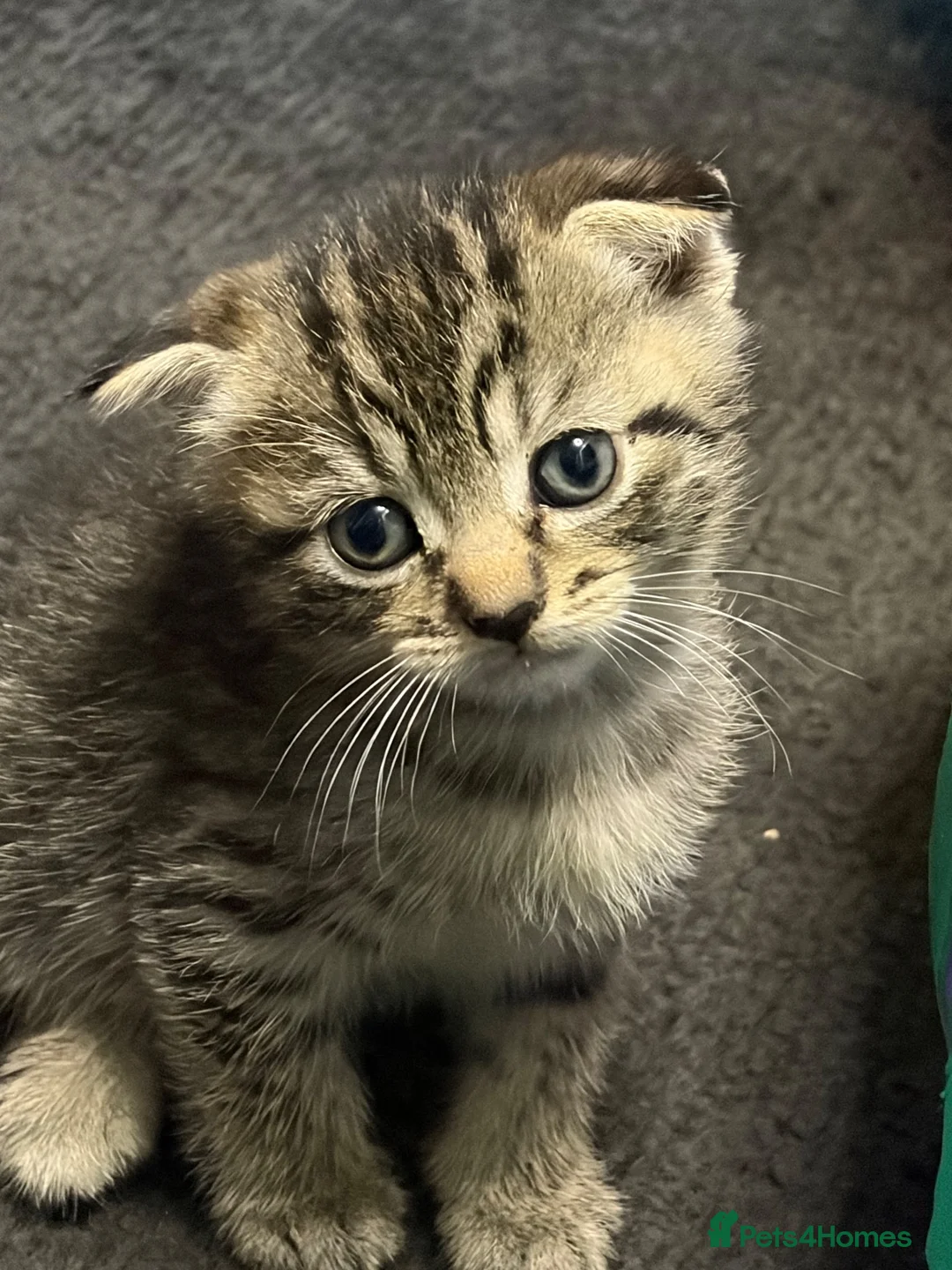 British Shorthair cats for sale: Bsh kittens - Advert 17