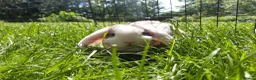 Mini Lop rabbits for sale: Gorgeous Mini Lops  - Advert 5